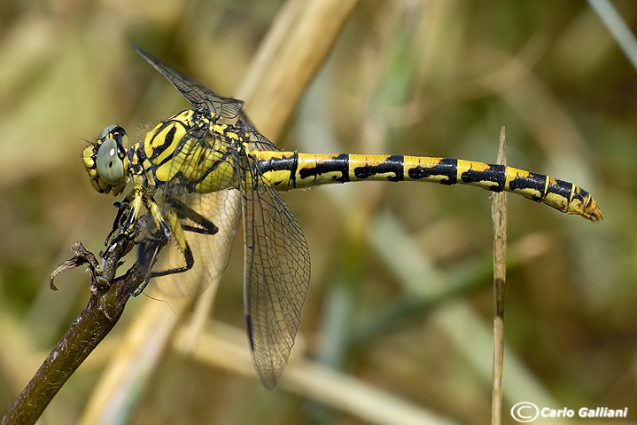 Onychogomphus uncatus